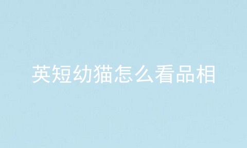 英短幼猫怎么看品相