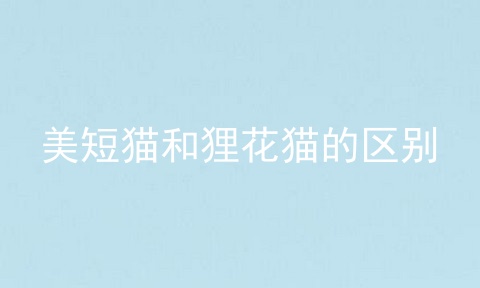 美短猫和狸花猫的区别