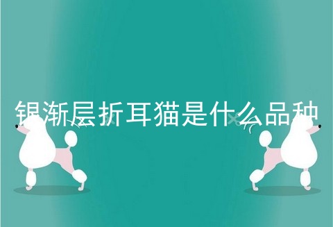 银渐层折耳猫是什么品种