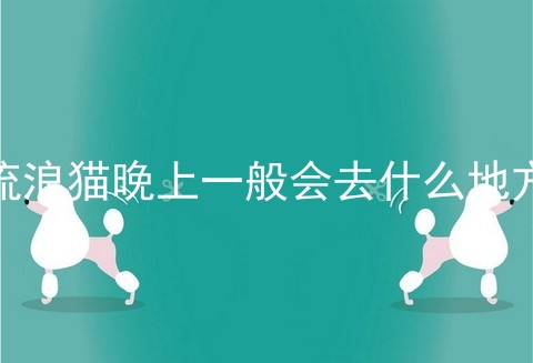 流浪猫晚上一般会去什么地方