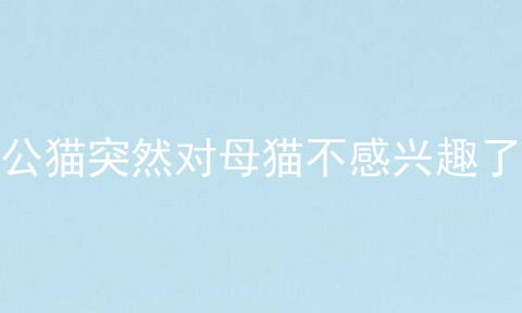 公猫突然对母猫不感兴趣了