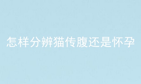 怎样分辨猫传腹还是怀孕