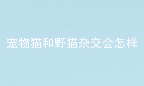 宠物猫和野猫杂交会怎样