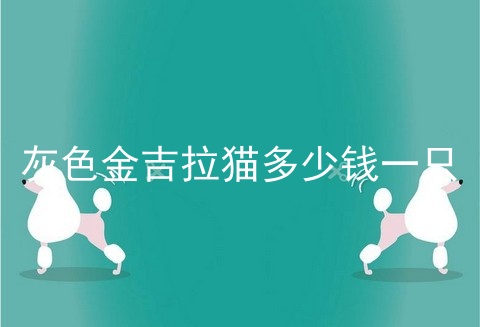 灰色金吉拉猫多少钱一只