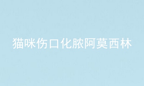 猫咪伤口化脓阿莫西林