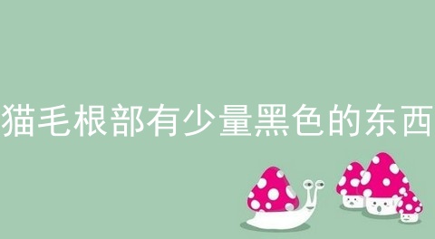 猫毛根部有少量黑色的东西