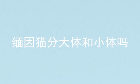 缅因猫分大体和小体吗