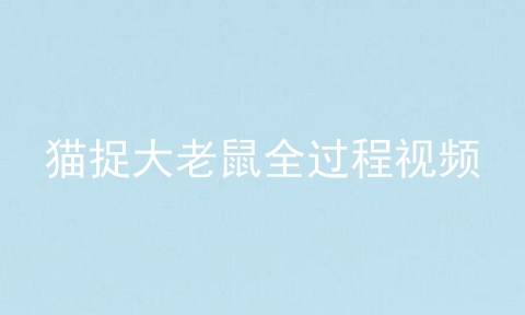 猫捉大老鼠全过程视频