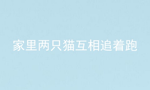 家里两只猫互相追着跑