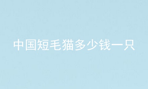 中国短毛猫多少钱一只