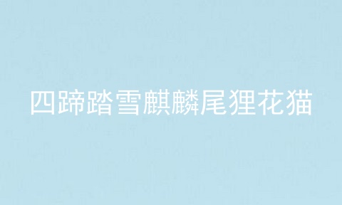 四蹄踏雪麒麟尾狸花猫