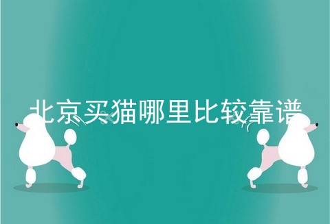 北京买猫哪里比较靠谱