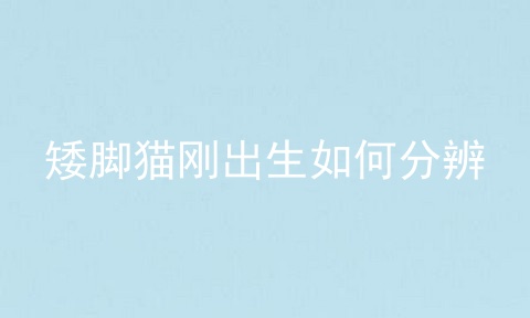矮脚猫刚出生如何分辨