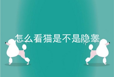 怎么看猫是不是隐睾