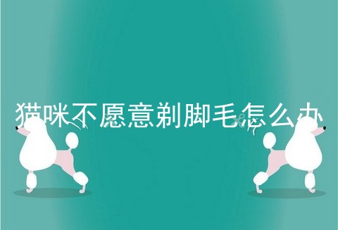 猫咪不愿意剃脚毛怎么办