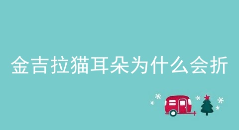 金吉拉猫耳朵为什么会折