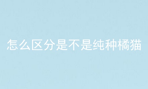 怎么区分是不是纯种橘猫