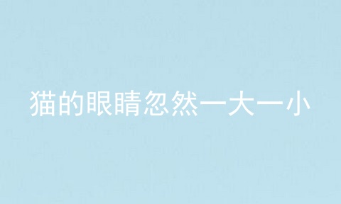 猫的眼睛忽然一大一小