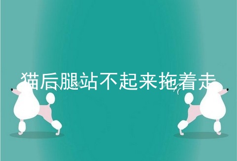 猫后腿站不起来拖着走