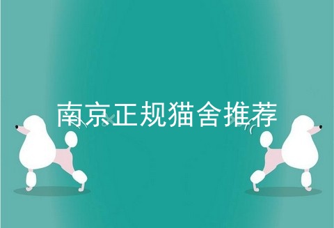 南京正规猫舍推荐