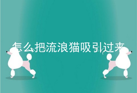 怎么把流浪猫吸引过来