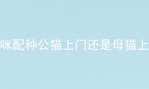 猫咪配种公猫上门还是母猫上门