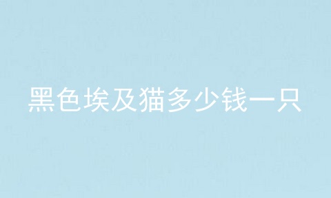 黑色埃及猫多少钱一只