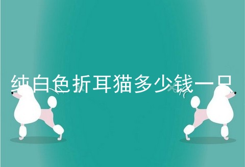 纯白色折耳猫多少钱一只