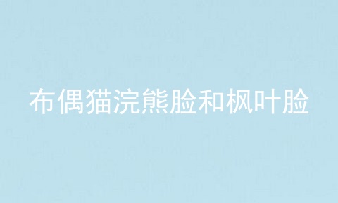 布偶猫浣熊脸和枫叶脸