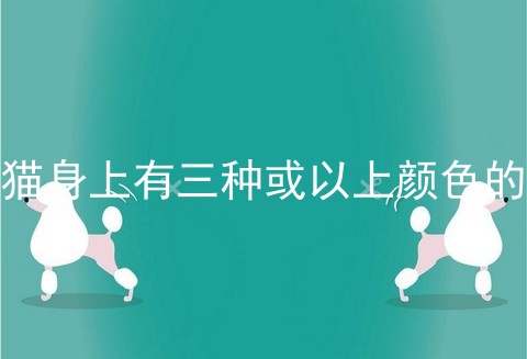 猫身上有三种或以上颜色的