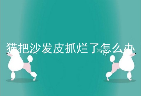 猫把沙发皮抓烂了怎么办