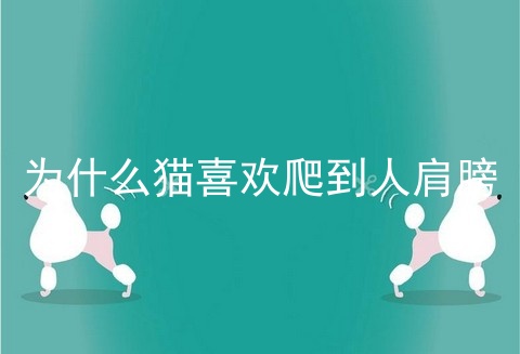 为什么猫喜欢爬到人肩膀