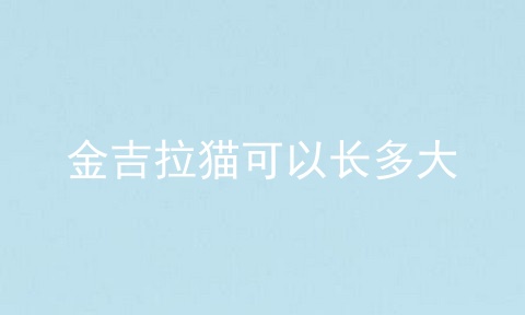 金吉拉猫可以长多大