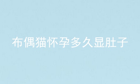 布偶猫怀孕多久显肚子