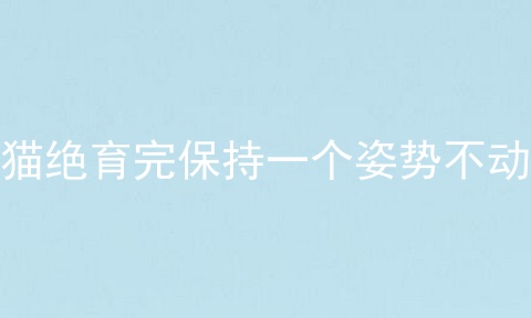 猫绝育完保持一个姿势不动