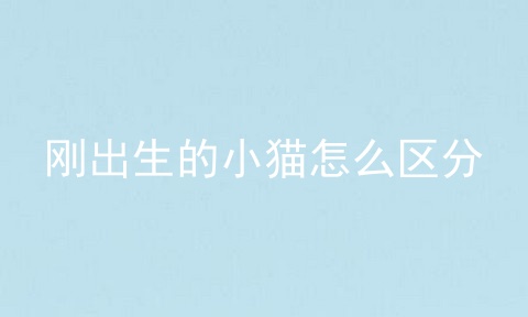 刚出生的小猫怎么区分