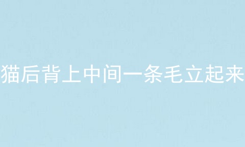 猫后背上中间一条毛立起来
