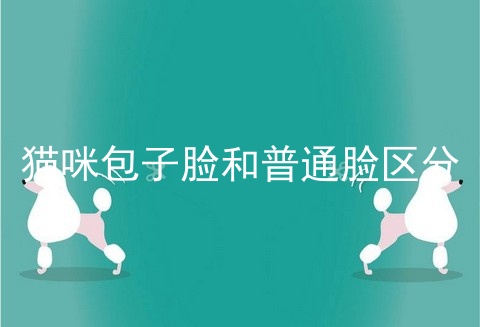 猫咪包子脸和普通脸区分