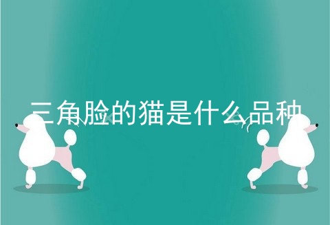 三角脸的猫是什么品种