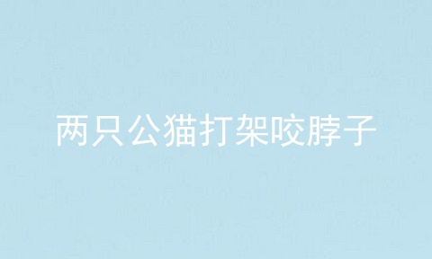 两只公猫打架咬脖子