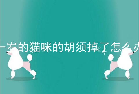 一岁的猫咪的胡须掉了怎么办
