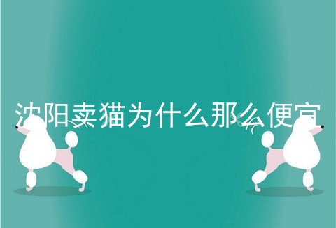 沈阳卖猫为什么那么便宜