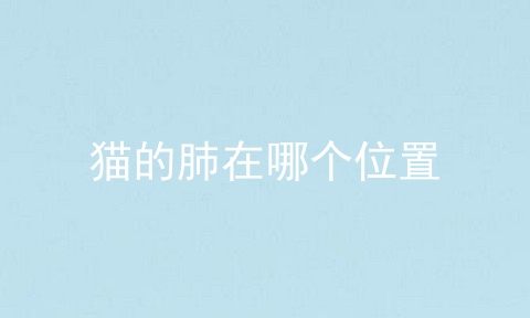 猫的肺在哪个位置