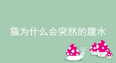 猫为什么会突然的腹水