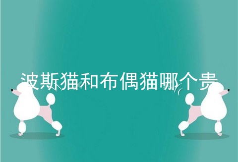 波斯猫和布偶猫哪个贵