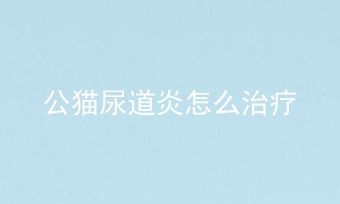 公猫尿道炎怎么治疗