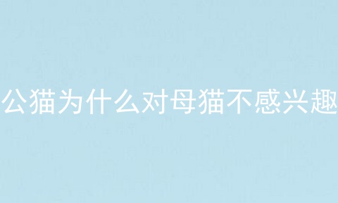 公猫为什么对母猫不感兴趣