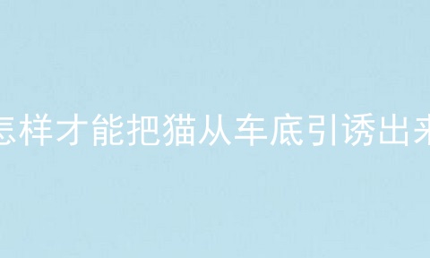 怎样才能把猫从车底引诱出来