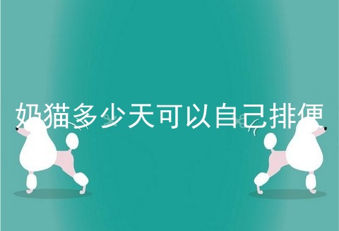 奶猫多少天可以自己排便