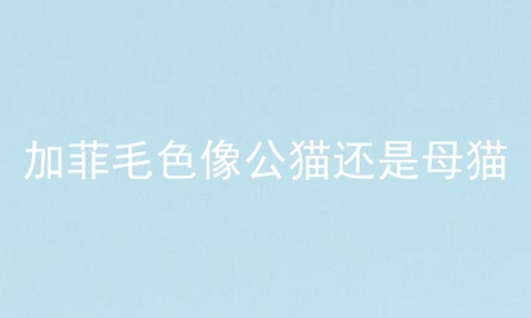 加菲毛色像公猫还是母猫